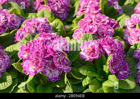 Primula Vulgafris Biélorusse, Lilac Animé Banque D'Images