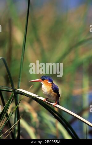 BOTSWANA, DELTA D'OKAVANGO, ÎLE JEDIBE, KINGFISHER MALACHITE PERCHÉ SUR ROSEAU Banque D'Images