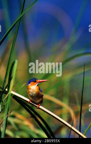 BOTSWANA, DELTA D'OKAVANGO, ÎLE JEDIBE, KINGFISHER MALACHITE PERCHÉ SUR ROSEAU Banque D'Images