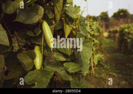 Trichosanthes dioica, également connu sous le nom de gourde pointé. C'est un légume et une plante avec des feuilles dans le champ. Il s'agit d'une plante de vigne dioïque en forme de coeur Banque D'Images