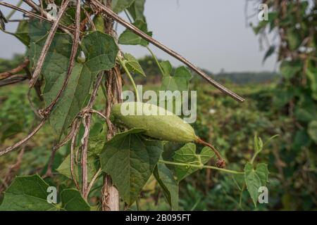 Trichosanthes dioica, également connu sous le nom de gourde pointé. C'est un légume et une plante avec des feuilles dans le champ. Il s'agit d'une plante de vigne dioïque en forme de coeur Banque D'Images