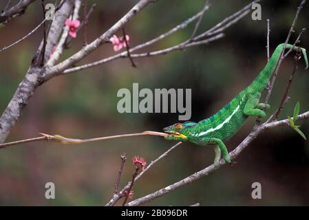 MADAGASCAR, MANDRAKA, PANTHER CHAMELEON, HOMME, ALIMENTATION SUR SAUTERELLE (FURCIFER PARDALIS) Banque D'Images