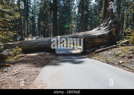 Journal de tunnel, Sequoia National Park, California, USA Banque D'Images