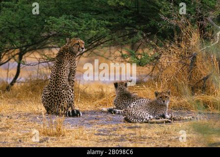 BOTSWANA, DELTA D'OKAVANGO, ÎLE MOMBO, CHEETAH AVEC CUBS Banque D'Images