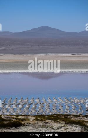 Vert ou couleur lagune (Laguna Verde, laguna colorado), dans les hautes terres boliviennes - Altiplano Banque D'Images