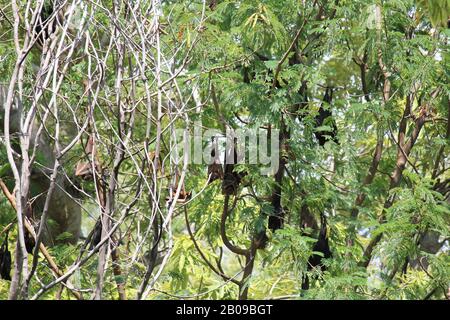 Chauve-souris de renard volant, Timber Creek, territoire du Nord Banque D'Images