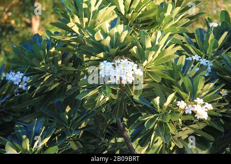 Frangipani, Timber Creek, territoire du Nord Banque D'Images