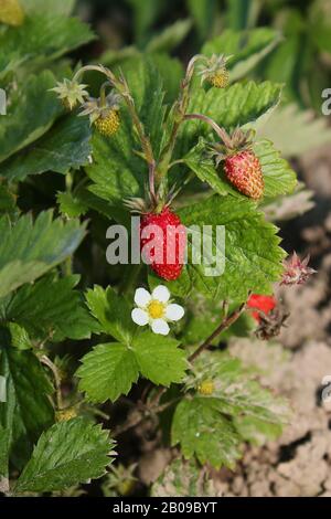 Fraise dans le jardin vue rapprochée Banque D'Images
