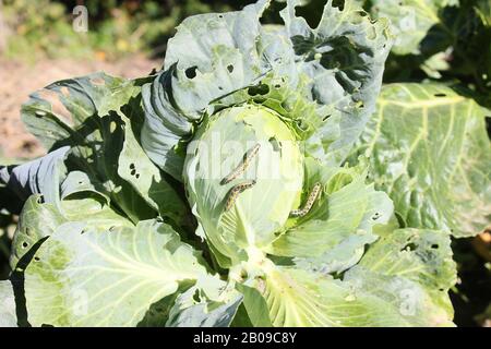 Caterpillar sur le chou Banque D'Images