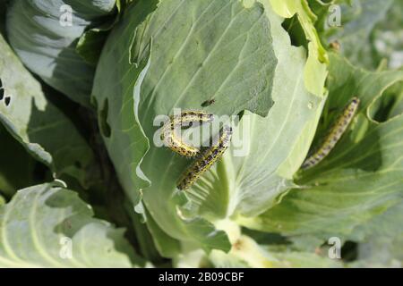 Caterpillar sur le chou Banque D'Images