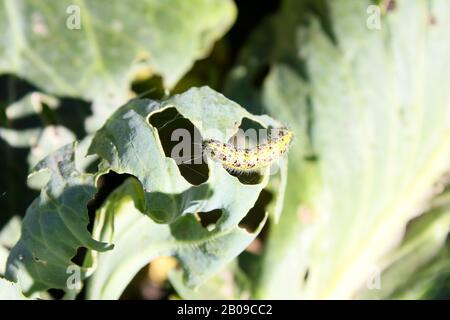 Caterpillar sur le chou Banque D'Images