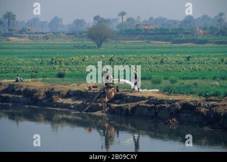 EGYPTE, NIL ENTRE LOUXOR ET DENDERA, IRRIGATION DES CHAMPS Banque D'Images