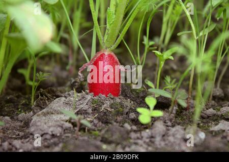 Radis rouges mûres dans le jardin Banque D'Images