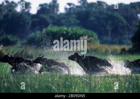 BOTSWANA, DELTA D'OKAVANGO, MOMBO, TROUPEAU DE CAPE BUFFALO QUI S'EST EMPAGÉ DANS LE MARAIS Banque D'Images