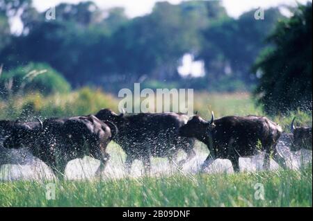 BOTSWANA, DELTA D'OKAVANGO, MOMBO, TROUPEAU DE CAPE BUFFALO QUI S'EST EMPAGÉ DANS LE MARAIS Banque D'Images