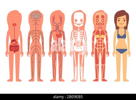 Femme médicale corps anatomie vecteur. Squelette, systèmes musculaires, circulatoires, nerveux et digestifs. Système de soutien à la vie humaine de l'illustration de l'ensemble, anatomie du corps humain Illustration de Vecteur