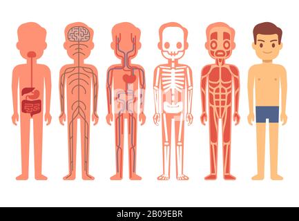 Vecteur d'anatomie du corps humain. Squelette masculin, systèmes musculaire, circulatoire, nerveux et digestif. Illustration de la bande dessinée du système de fonctionnement humain Illustration de Vecteur
