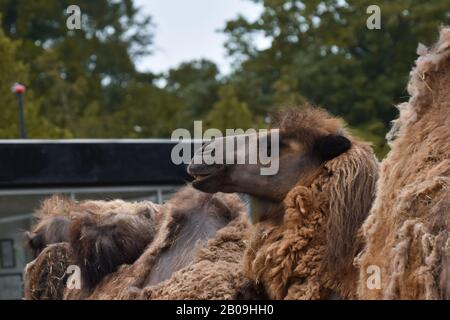 Chameau du zoo de copenhague souriant avec parcilie. Autres chameaux en arrière-plan et arbres Banque D'Images