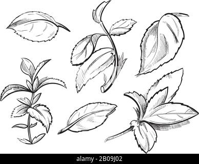 Menthe, herbe de médecine menthe poivrée feuilles main dessinée illustration vectorielle. Ingrédient en miningrédient organique, esquisse de menthe aux épices de plantes à base de plantes à base de plantes Illustration de Vecteur