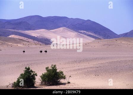 NAMIBIE, PARC NATIONAL DE LA CÔTE DU SQUELETTE, VALLÉE DE L'HUAB, AUTRUCHES Banque D'Images