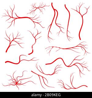 Veines des yeux humains, vaisseaux, artères sanguines isolées sur vecteur blanc. Ensemble de veines du sang, illustration des veines rouges de santé Illustration de Vecteur