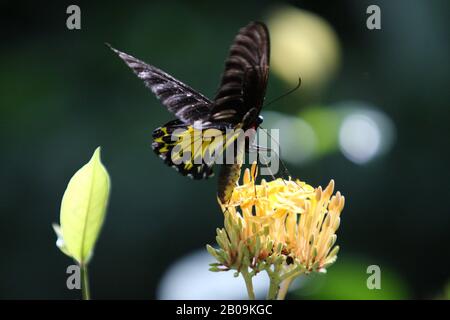 Papillon Dans Bird Park. Kuala Lumpur, Malaisie. Juillet 2010. Banque D'Images