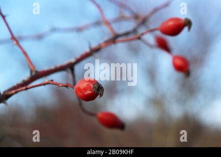 Baies rouges de rosehip sur la brousse qui pousse dans la forêt. Fruits médicinaux de briar, plantes curatives Banque D'Images