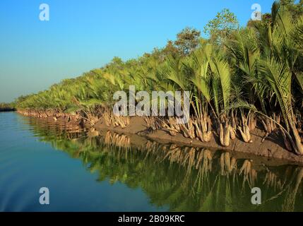 Palmier Nipa (Nypa fruticans) arbres à Sundarban. Khulna, Bangladesh. Décembre 2010. Banque D'Images