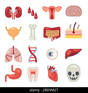 Organes internes humains icônes vectorielles plates. Ensemble d'organes vitaux, illustration du cerveau, de l'estomac et de l'organe cardiaque Illustration de Vecteur