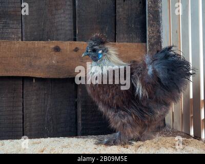 Des poulets incroyablement moelleux. Race de soie chinoise, oiseaux très inhabituels Banque D'Images