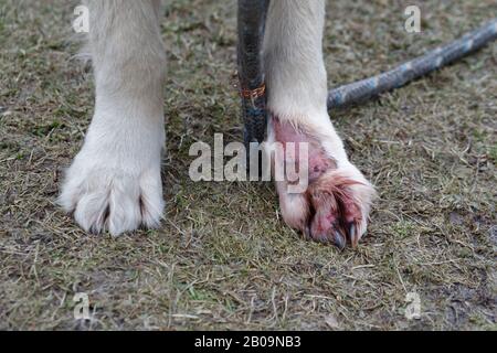 Maladie de la peau des animaux de chien. Traitez la dermatite du Golden Retriever. Traiter l'infection de dermatite sur la jambe. Banque D'Images