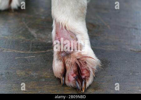 Maladie de la peau des animaux de chien. Traitez la dermatite du Golden Retriever. Traiter l'infection de dermatite sur la jambe. Banque D'Images