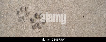 empreinte des pattes de chien sur le béton Banque D'Images