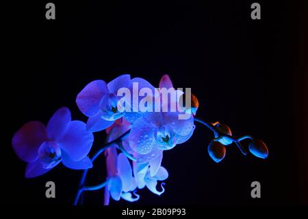 Studio gros plan de fleur d'orchidée blanche illuminée et isolée de bleu avec bourgeons, fond noir foncé Banque D'Images