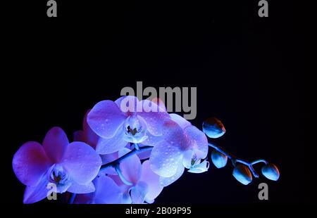 Studio gros plan de fleur d'orchidée blanche illuminée et isolée de bleu avec bourgeons, fond noir foncé Banque D'Images