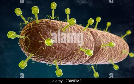 Illustration du virus bactériophage qui infecte et reproduit à l'intérieur d'une bactérie. 3D illustration Banque D'Images