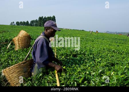 OUGANDA, PRÈS DE FORT PORTAL, PLANTATION DE THÉ, HOMME CUEILLANT DE NOUVELLES FEUILLES DE THÉ Banque D'Images