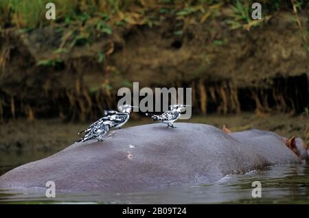 OUGANDA, PARC NATIONAL QUEEN ELIZABETH, CANAL KAZINGA, PÊCHEURS DE PIED SUR HIPOPOPOTAMUS DANS L'EAU Banque D'Images