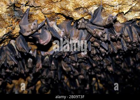 OUGANDA, PARC NATIONAL DE LA REINE ELIZABETH, GROTTE DES MTD, CHAUVES-SOURIS SUSPENDUES AU PLAFOND Banque D'Images