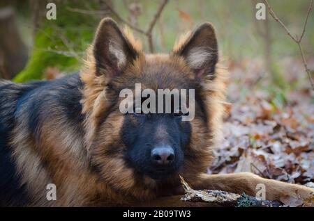 Jeune chiot de berger allemand doux de six mois Allongé dans un sol forestier. Portrait de chien rebondisse. Banque D'Images