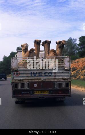 LIBYE, PRÈS DE TRIPOLI, RÉGION DE AL KHUMS, CHAMEAUX DROMADAIRES EN CAMION Banque D'Images