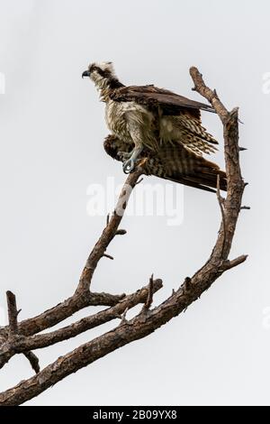 Une oproie (Pandion halietus) s'équilibre sur un arbre mort lors d'une journée très venteuse dans la réserve naturelle nationale de l'île Merritt, en Floride, aux États-Unis. Banque D'Images