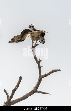 Une oproie (Pandion halietus) s'équilibre sur un arbre mort lors d'une journée très venteuse dans la réserve naturelle nationale de l'île Merritt, en Floride, aux États-Unis. Banque D'Images