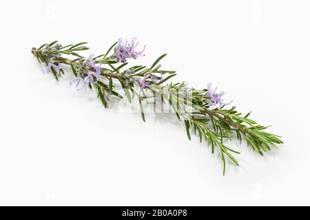 Branche de romarin frais avec fleurs fleuries isolées sur fond blanc. ROSMARINUS officinalis Banque D'Images