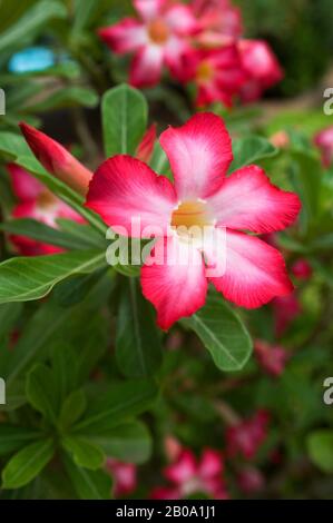 AFRIQUE DE L'OUEST, TOGO, LOMÉ, DÉSERT ROSE ADENIUM OBESUM, ARBRE SUCCULENT, FLEUR Banque D'Images