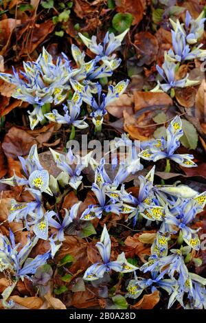 Gros plan sur la Floraison hivernale de Dwarf Iresvers (Iris reticulata) en floraison en hiver Banque D'Images