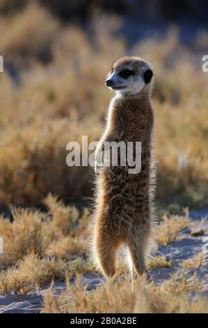 BOTSWANA, DÉSERT DE KALAHARI, MEERKAT SE RÉCHAUFFER LE MATIN AU SOLEIL Banque D'Images