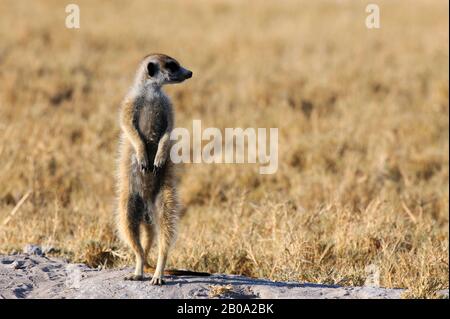 BOTSWANA, DÉSERT DE KALAHARI, MEERKAT SE RÉCHAUFFER LE MATIN AU SOLEIL Banque D'Images