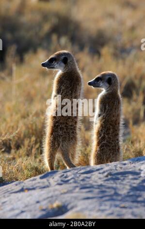 BOTSWANA, DÉSERT DE KALAHARI, MEERKAT SE RÉCHAUFFER LE MATIN AU SOLEIL Banque D'Images