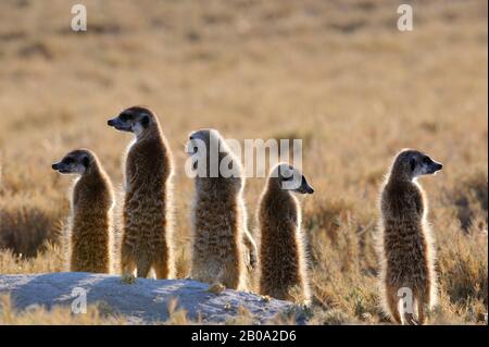 BOTSWANA, DÉSERT DE KALAHARI, GROUPE DE MEERKAT SE RÉCHAUFFER LE MATIN AU SOLEIL Banque D'Images